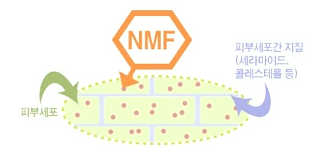 피부 장벽 보수 효과가 있는 성분 