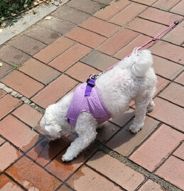 애완견유모차-반려견-강아지-고양이