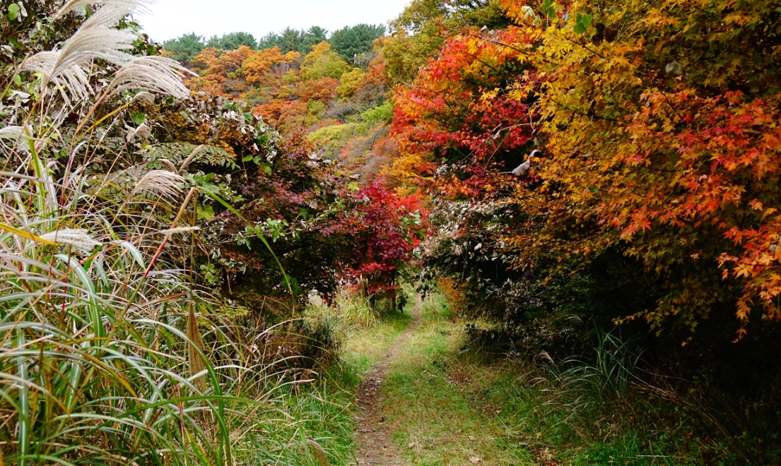가을여행/11월/제주/감성/여행지