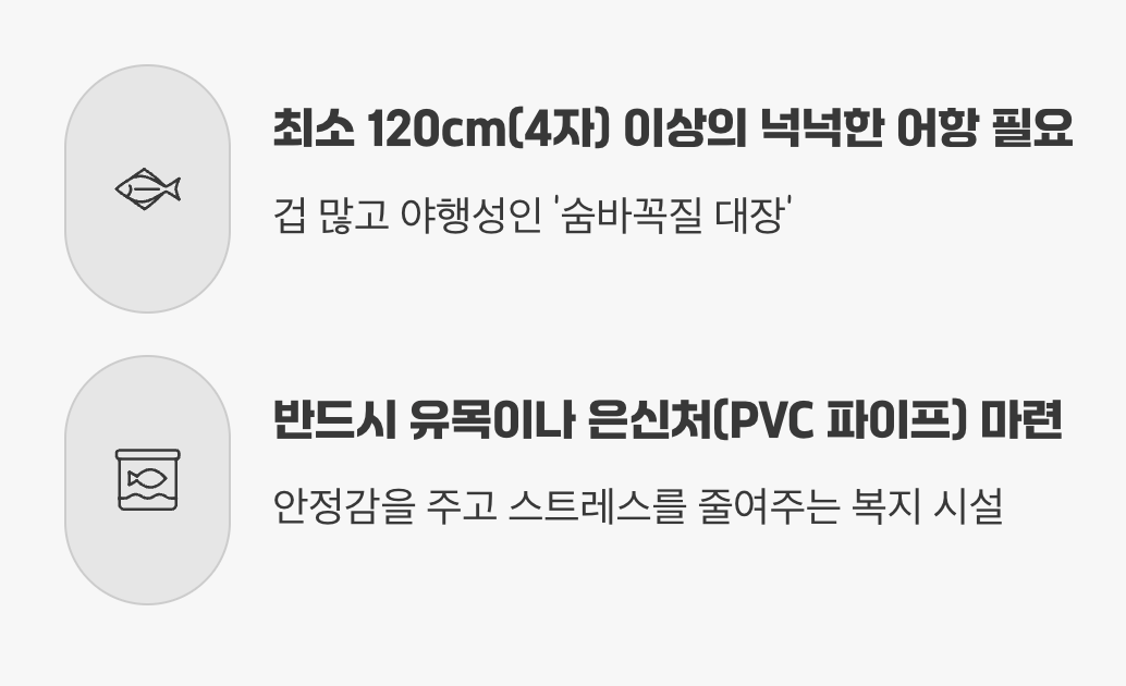 어항 - &amp;#39;평생의 집&amp;#39;을 준비하세요