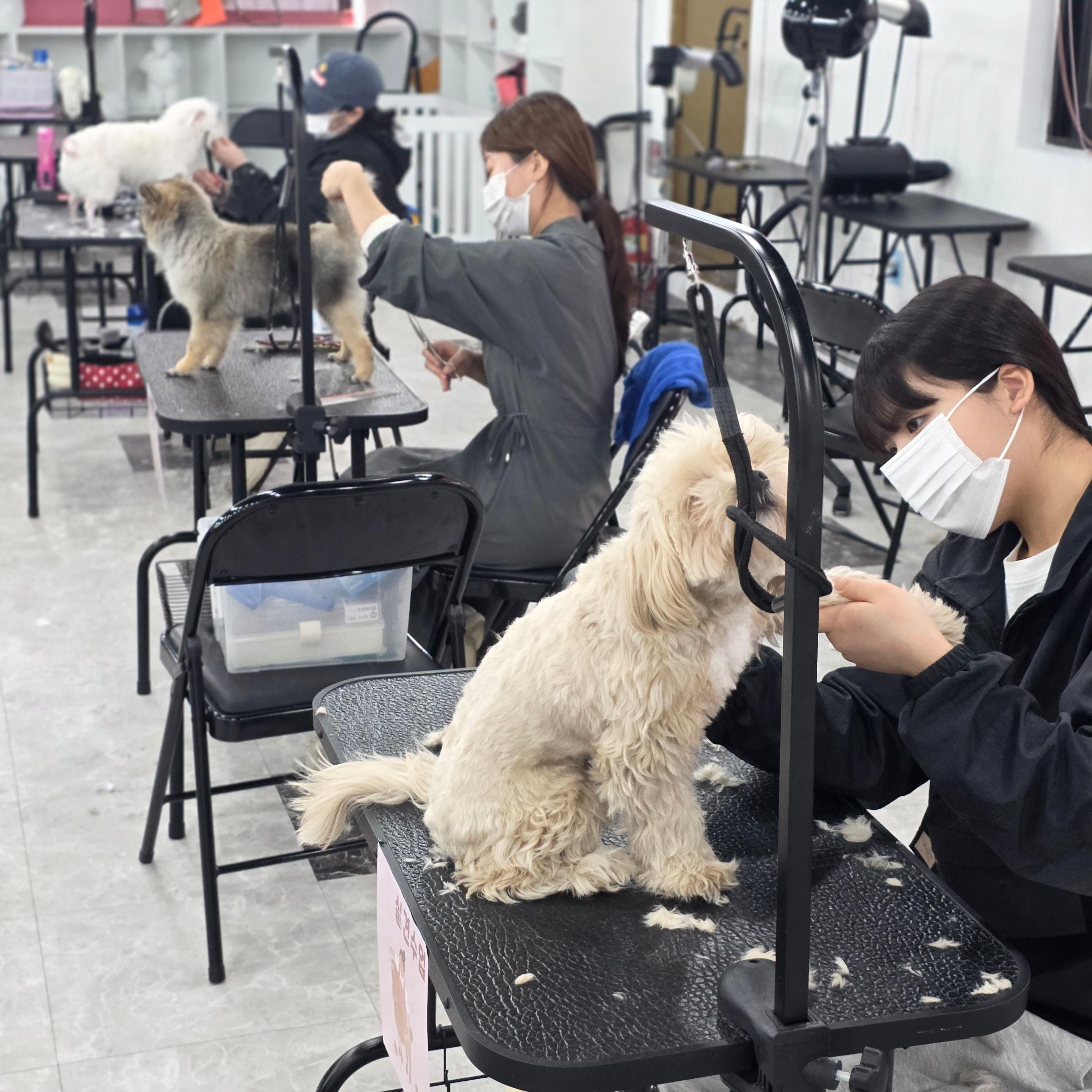 신림동애견미용학원