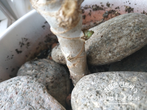 드라세나 마지나타 새싹