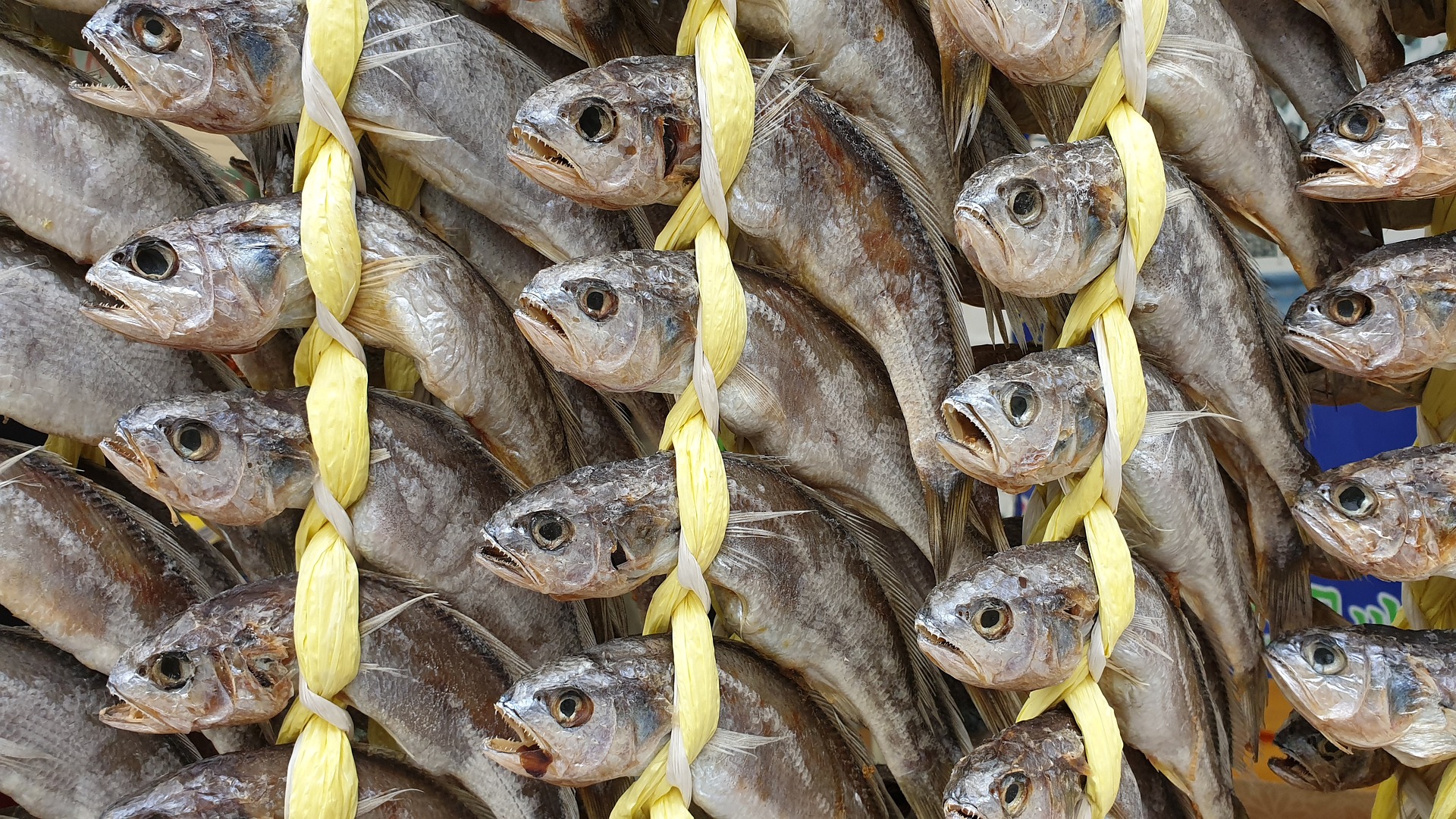 바다에서 채취를 한 조기를 소금에 절여서 끈으로 줄줄이 묶어 천방에 매달아 말리고 있는 굴비 사진