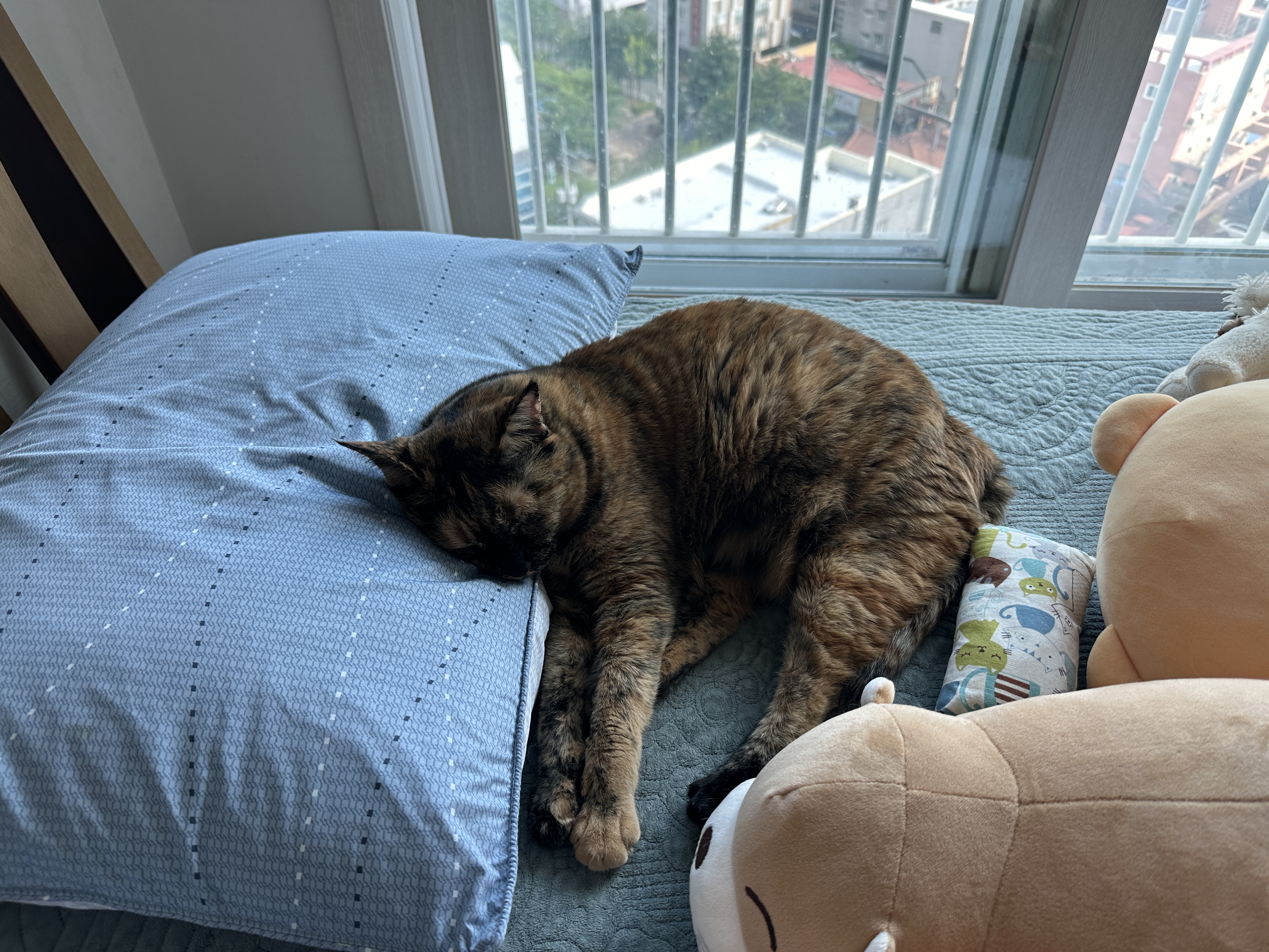 조신하게_베개_베고_자는_카오스고양이_사랑이