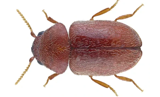 세스코 권연벌레,세스코 권연벌레 가격,권연벌레 퇴치 방법,권연벌레 살충제,권연벌레 박멸,권연 침벌 퇴치