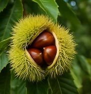 밤 보관하는 방법