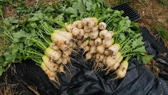 알타리무 재배 서늘한 기온 관리 연속 수확 물 주기_14