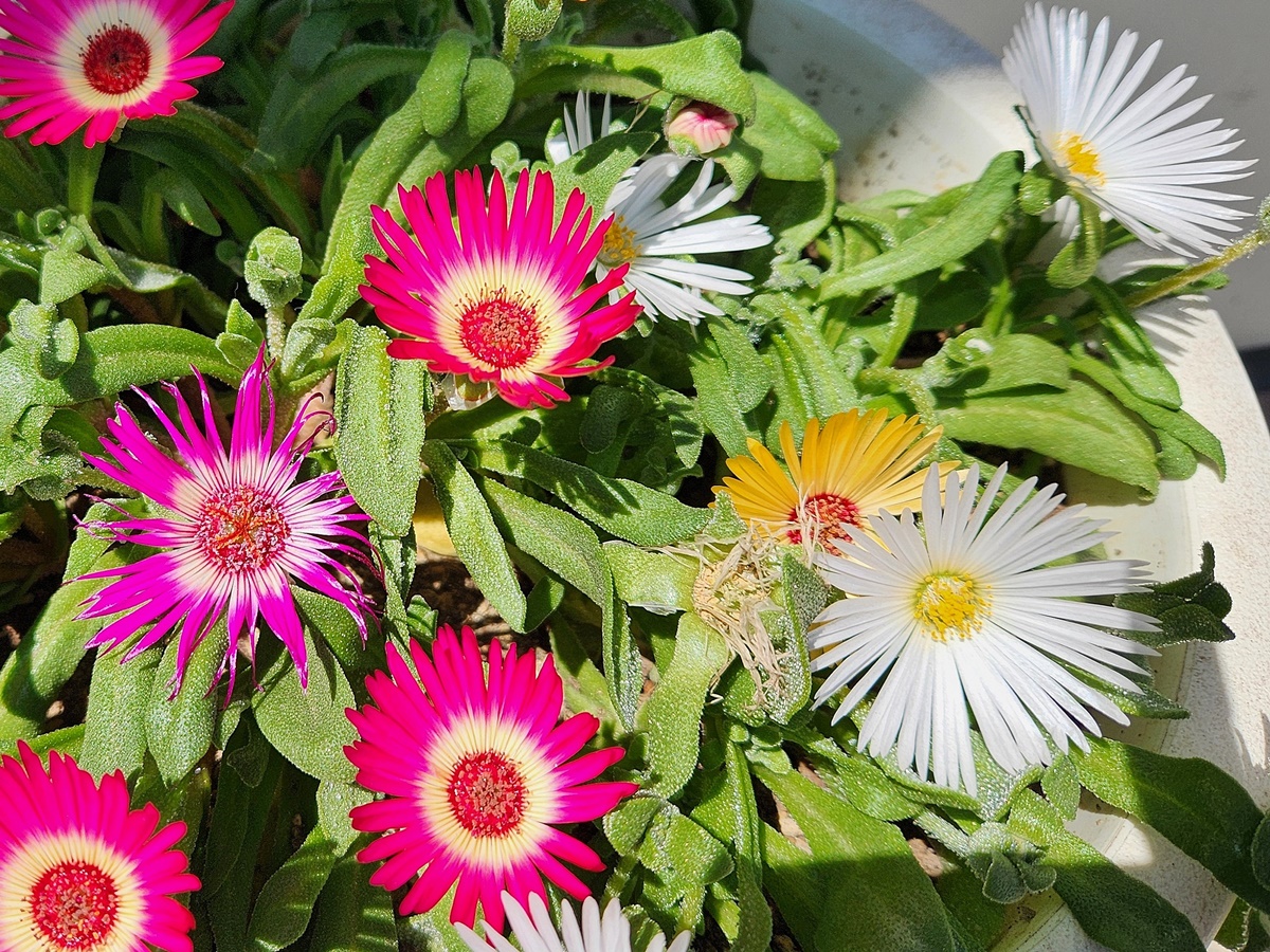 리빙스턴데이지 Livingstone Daisy