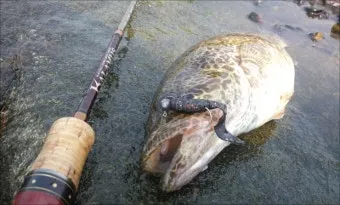 5월 쏘가리 금어기 시작 전국 금지 기간 완벽 정리와 낚시 규정_16