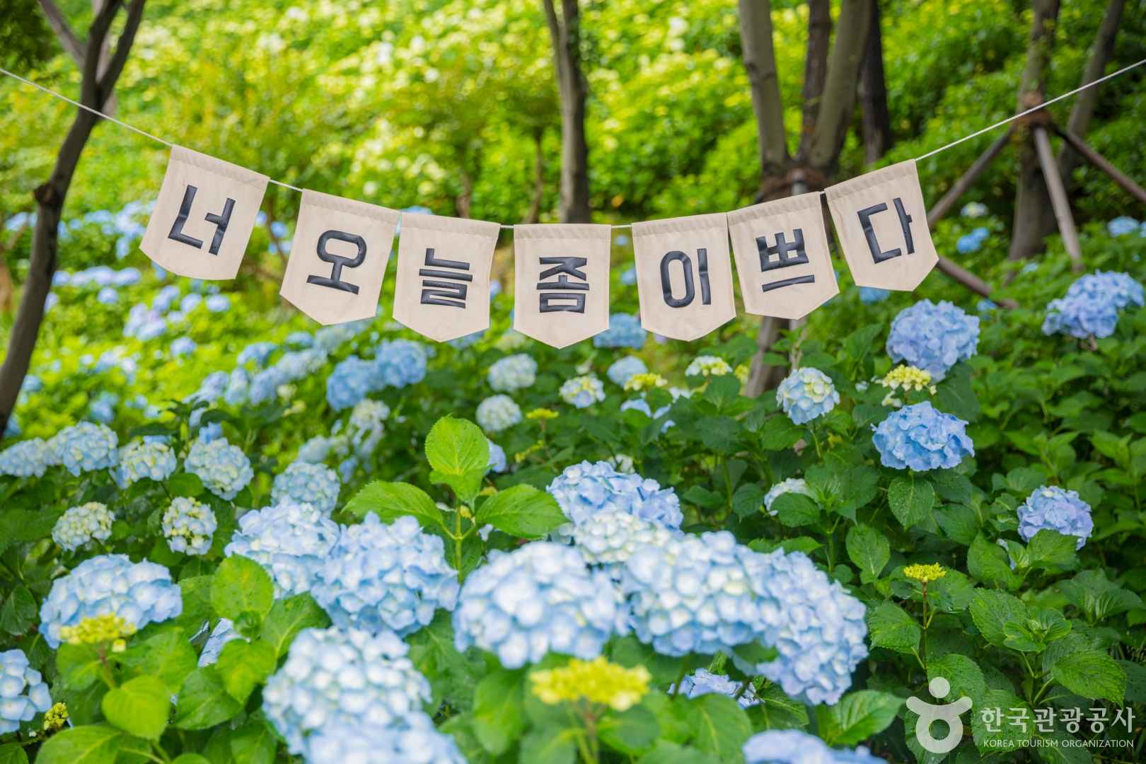 장생포 수국페스티벌
