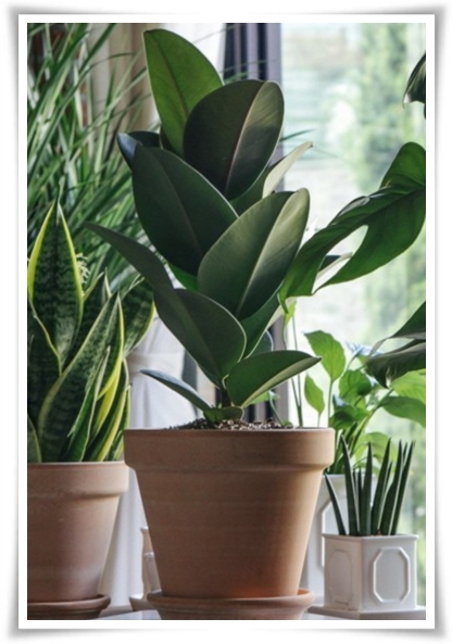 "고무나무 키우기" 실내 정원에 매력을 더하는 초록 친구!