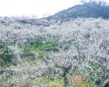 광양 매화축제_11