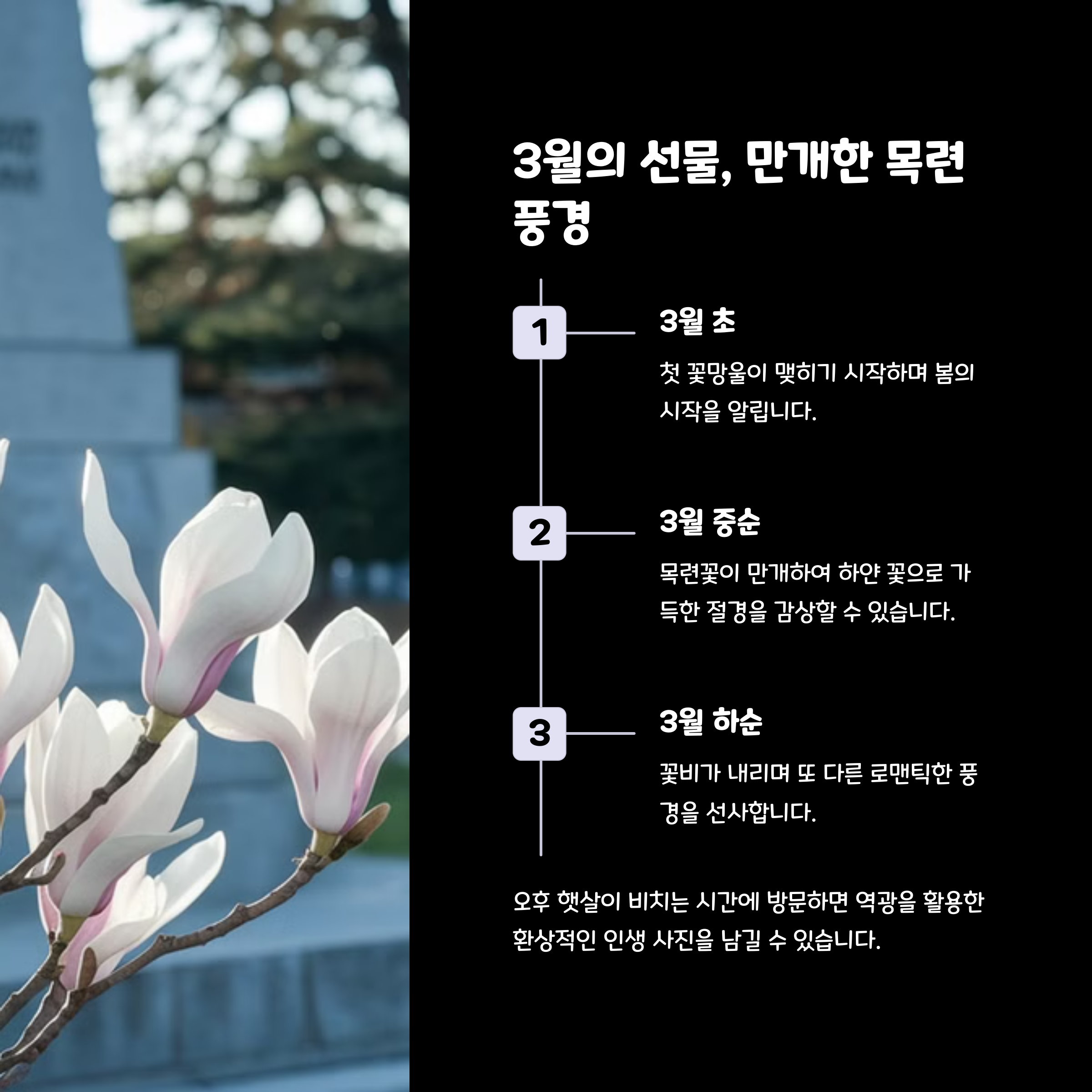 목련길