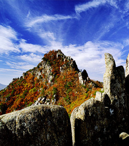 가야산 야생화 봄 산행🌸 등산코스부터 야생화식물원까지!