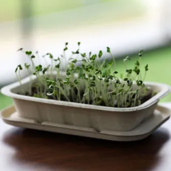 새싹브로콜리 재배 트레이 파종 물 관리 영양 풍부_5