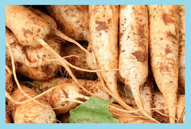 동치미-재료-무-흙-묻어있는-모습