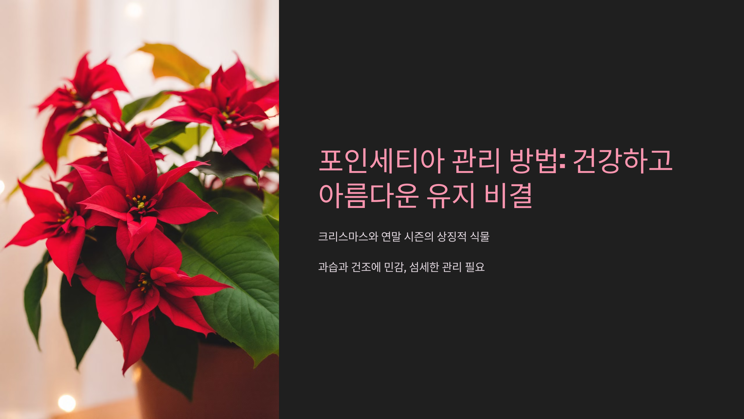 포인세티아 물주기 건강한 뿌리를 위한 적정 수분 관리