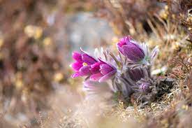 제 18회 동강 할미꽃 축제 기본 일정과 프로그램 소개