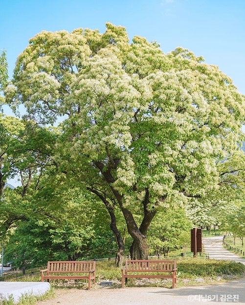 이팝나무-군락지