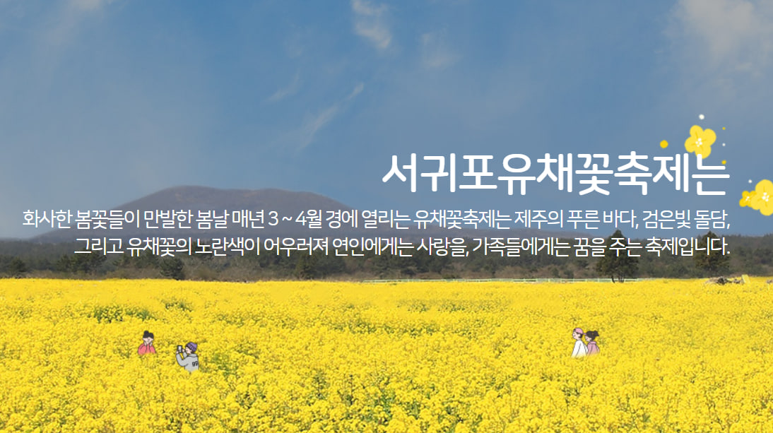전국 벚꽃 봄축제 추천 Best 5- 서귀포 유채꽃축제