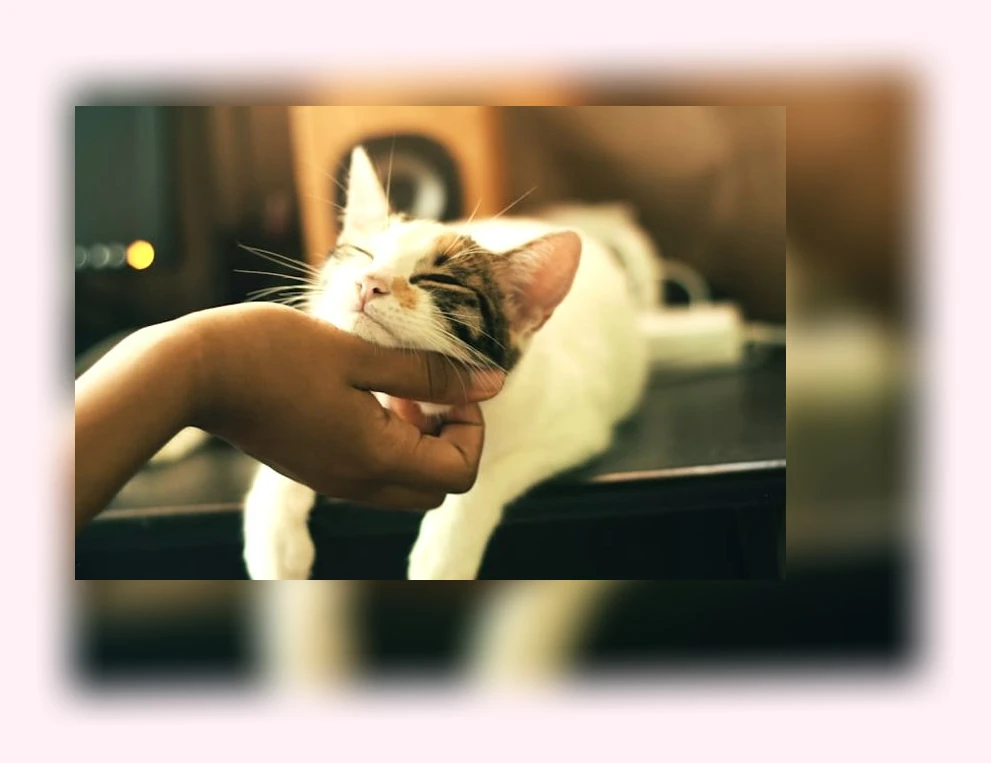 고양이 두부모래_1_subsection