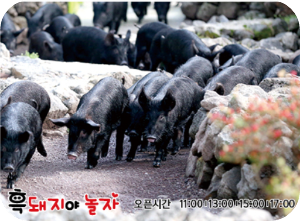 휴애리 프로그램 흑돼지야 놀자 이미지 출처: 휴애리 홈페이지
