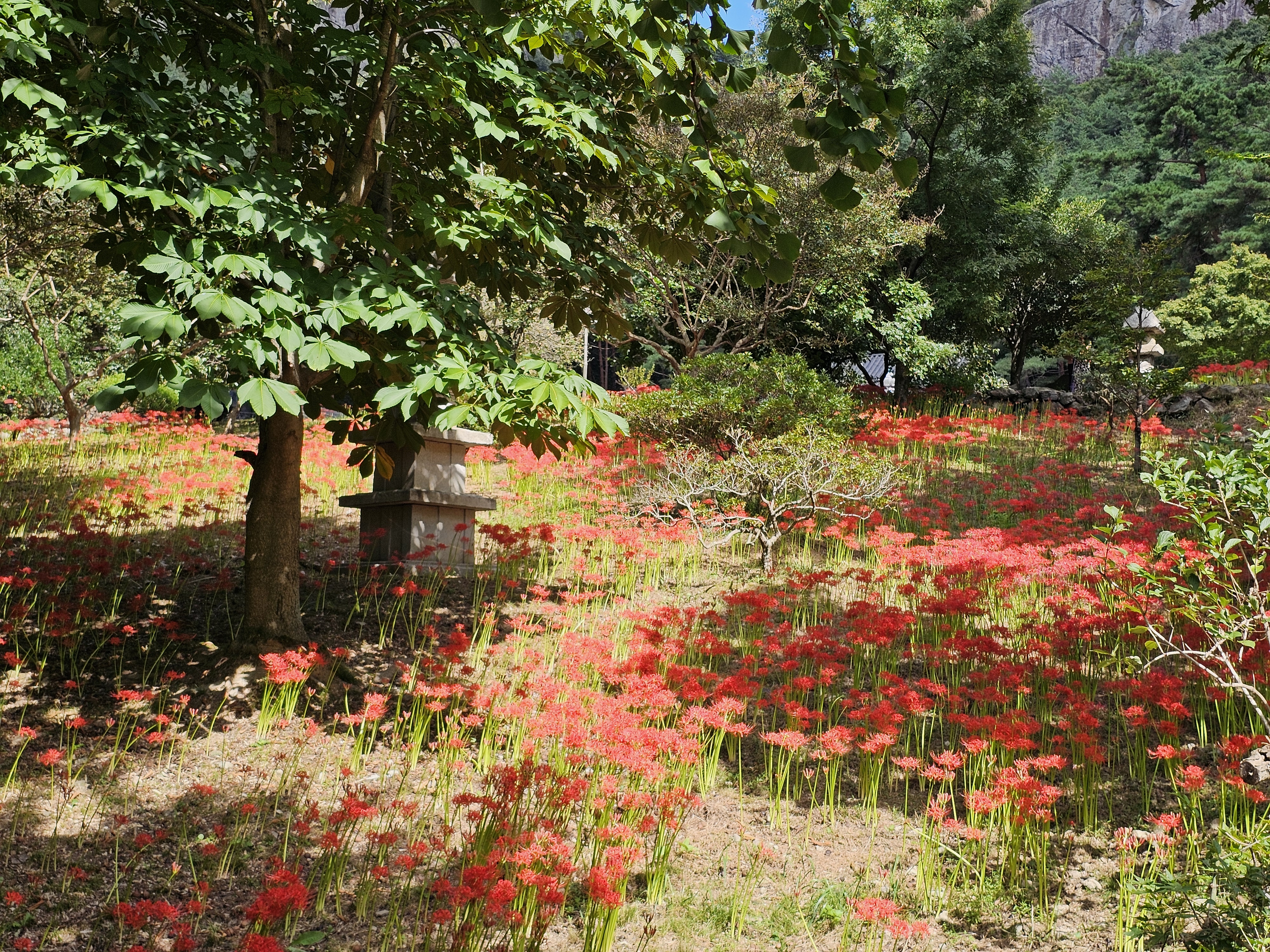 전북 부안 내소사 화려하게 핀 꽃무릇