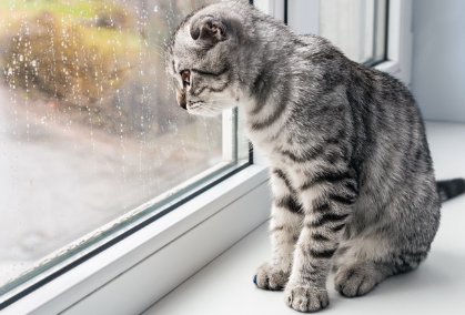 비오는 날에 밖을 보는 고양이.
