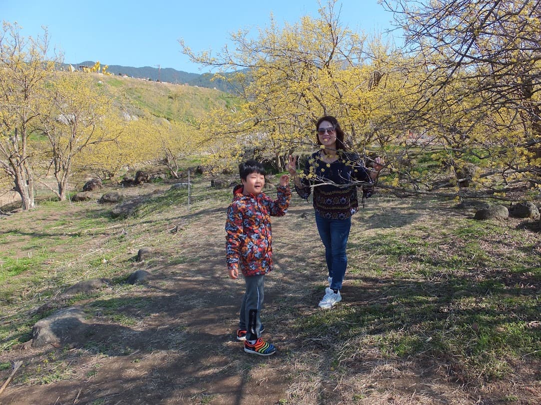 구례 산동면 산수유 군락지 전경