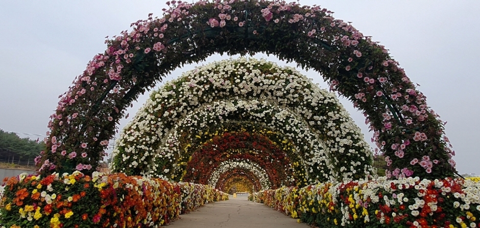 연천국화축제