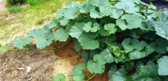 작물 순지르기 유인 기본 토마토 오이 가지 고추 수형관리_19