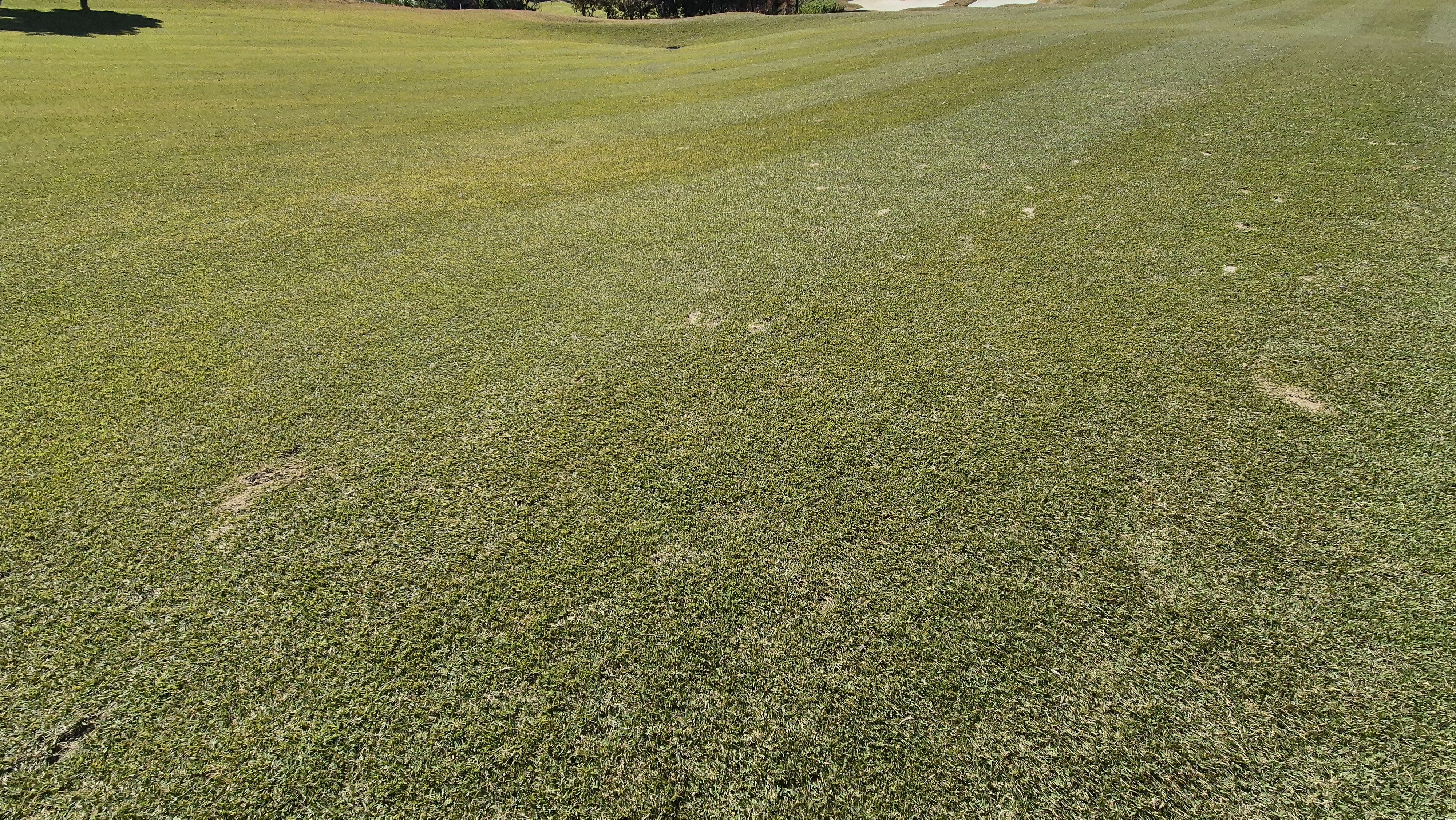 동촌gc 코스 관리 상태