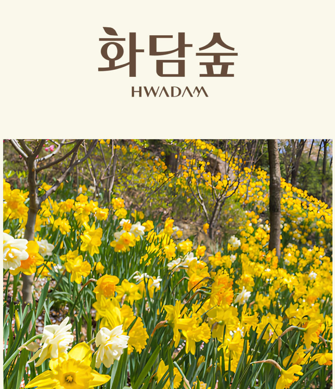 화담숲 예약안내 모노레인 예매 벚꽃 수선화 축제 안내