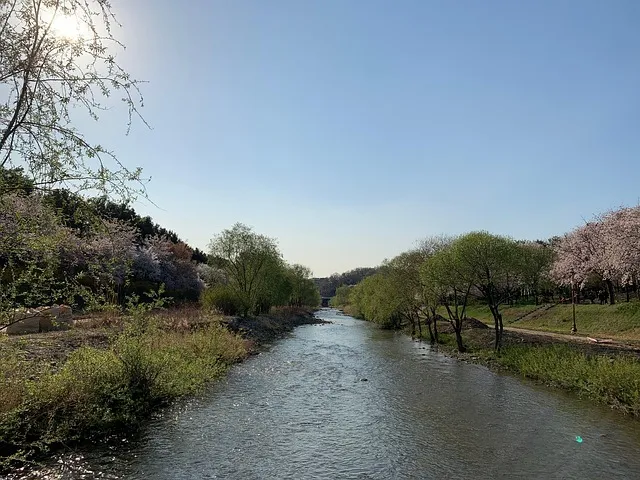 서울 벚꽃 명소 추천 베스트10_2