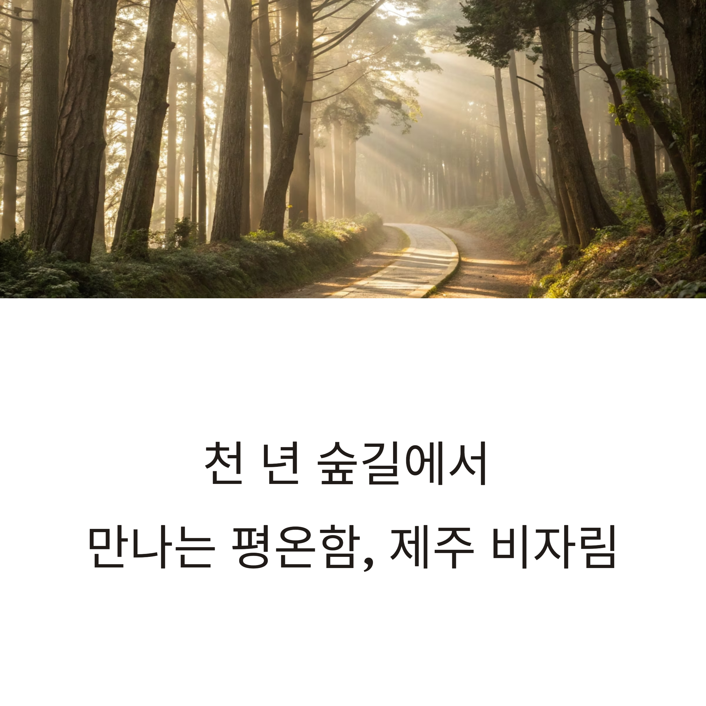 제주 비자림 숲 산책