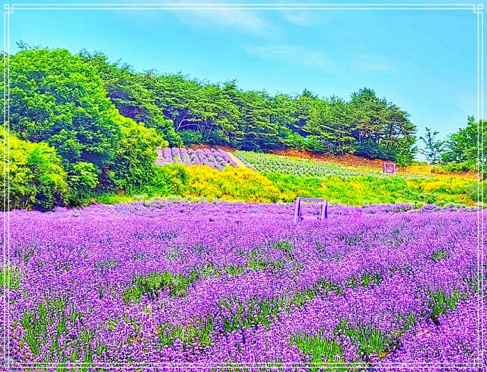 생방송 오늘저녁 불면증 물리치는 꽃 라벤더, 보랏빛 한옥 정원 소개 방송