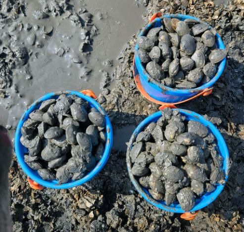 사메기 갯벌체험장(선재어촌체험마을)