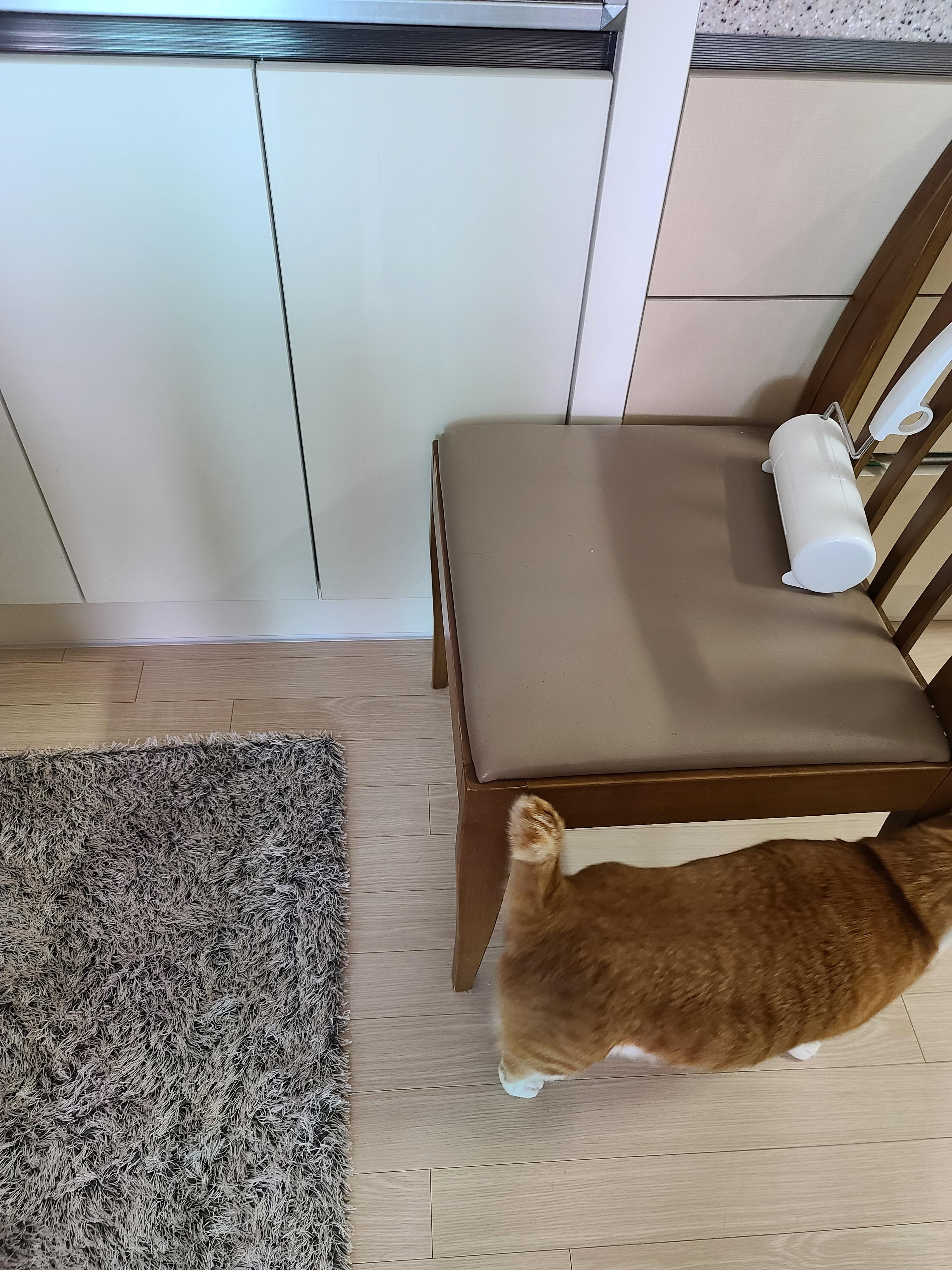 루프탑을 이용하고 싶었던 고양이 호야!(feat. 다다)