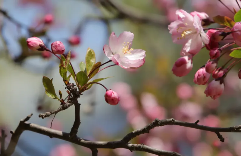 벚꽃 보러가기 해외 여행지 2탄 - 1