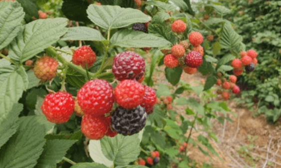 2025 고창 복분자와 수박축제 일정&amp;#44; 프로그램&amp;#44; 날짜