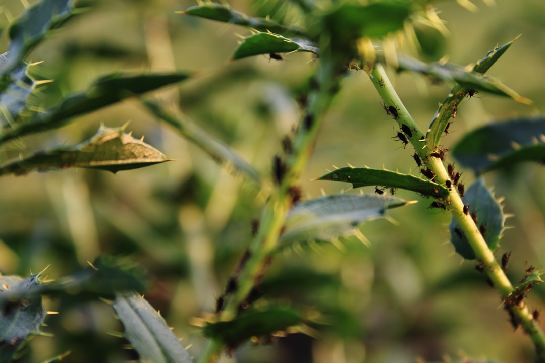 Safflower