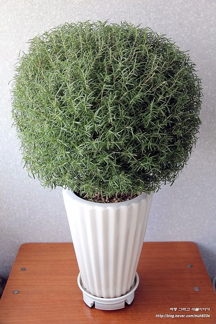 로즈마리 물주기 가지치기 환기관리 햇빛배치 주방 허브로 인기_5