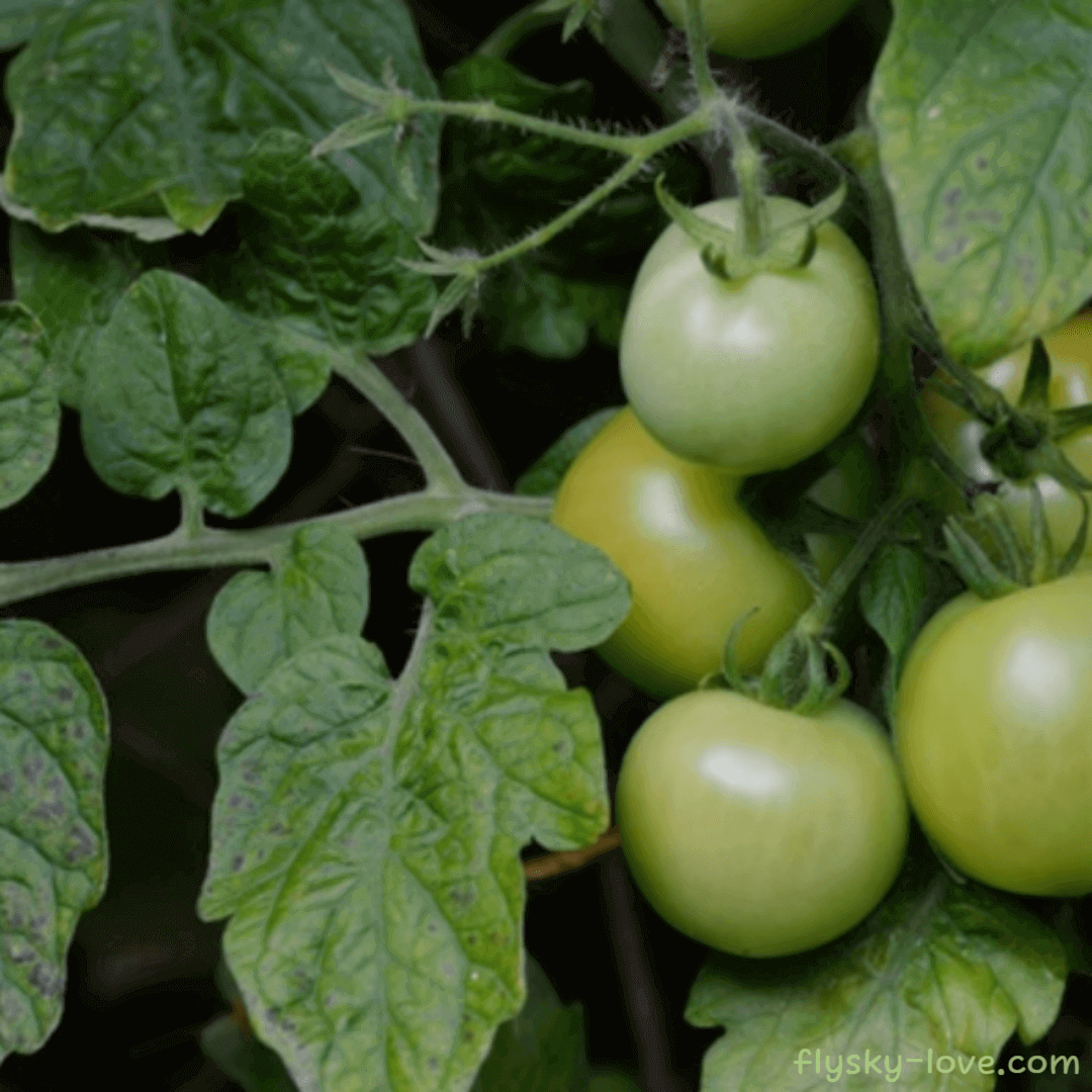 그린 토마토 (Green tomato)