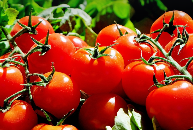 싱싱한 토마토들이 모여 있는 사진