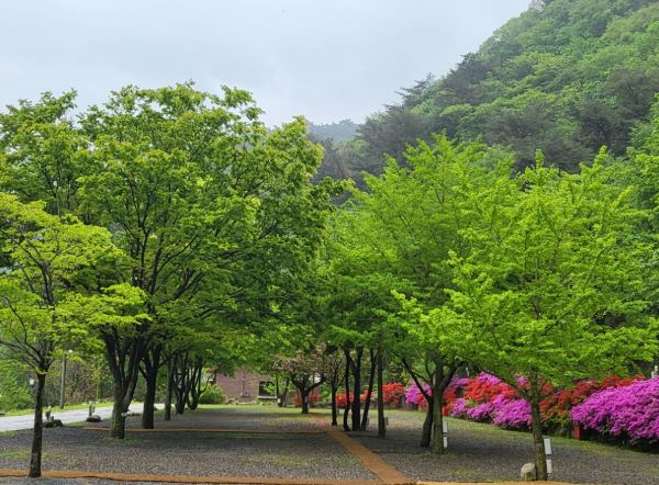 비발디캠핑파크-사이트