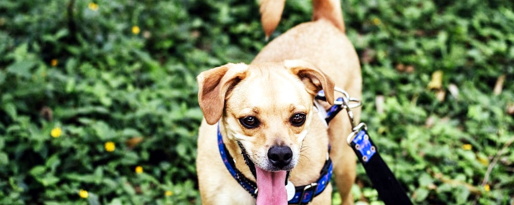 강아지 목줄 훈련 16