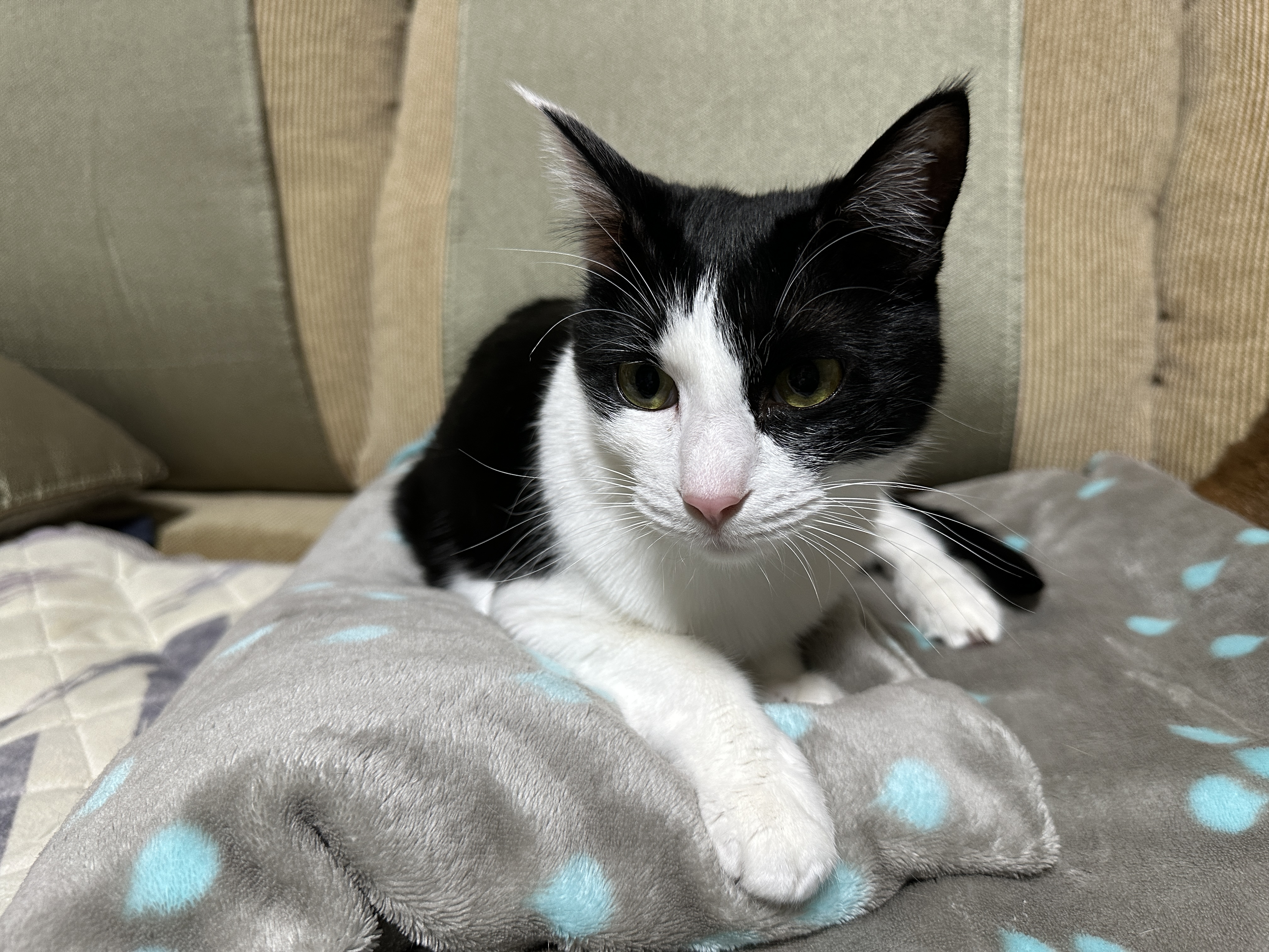 그루밍하다가 고장난 두리 ㅋ(feat. 접힌 앞발 킬포)