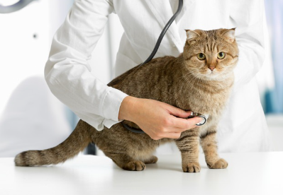 병원에 있는 고양이.