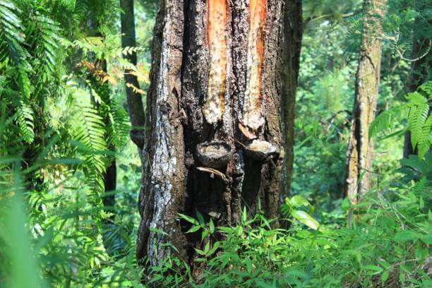 송담 효능 부작용 및 섭취 방법