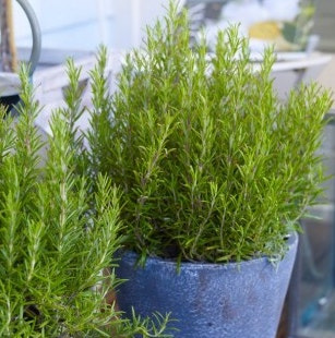 성 아그네스 데이 뜻 의미 미래남편 얼굴확인 로즈마리 의식 효과